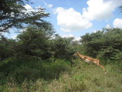 Un impala (‘Aepyceros melampus’) hembra sigue a miembros de su grupo entre las hierbas y acacias del parque,  que alberga una quincena de especies de antílopes.
