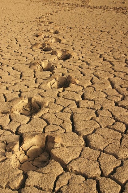 Huellas de elefante en los lodos secos del lago Banzena, Mali, África.