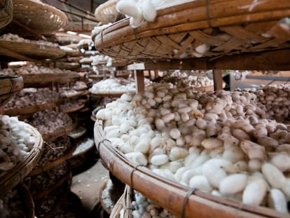 La producción a gran escala de seda natural sigue métodos tradicionales que incluyen la cria del gusano de seda y la cocción de sus capullos antes del hilado.