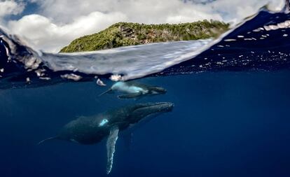 Una ballena jorobada y su cría en aguas de Tonga, un reino insular en el el Pacífico Sur.