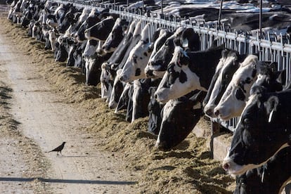 vacas lecheras comen en una granja cerca de Vado, (Nuevo México).