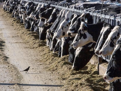 Dairy cows eat on a farm near Vado, New Mexico.