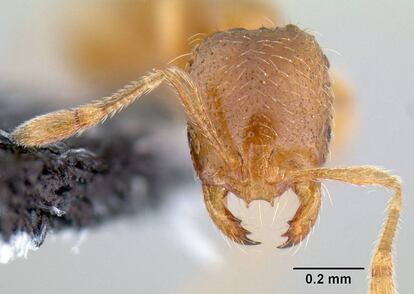 Las pequeñas hormigas ladronas, 'Solenopsis molesta', son las que tienen antibióticos más potentes de las estudiadas.