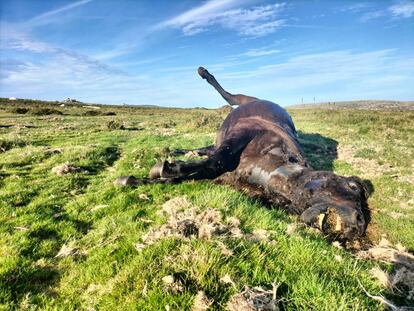 Una de las yeguas tiroteadas en Campo dos Fiais (Boiro, A Coruña) en una imagen del pasado martes.