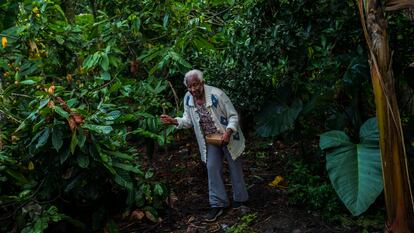 Una mujer afrocolombiana trabaja en su plantación de cacao, en 2021.