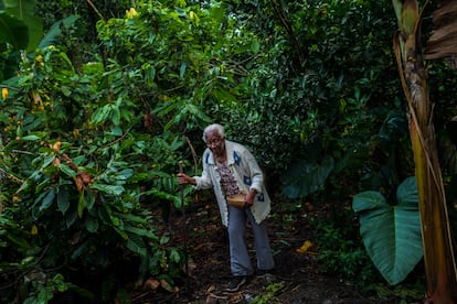 Betsabeth Alvarez, un campesino afrocolombiano de 98 años, en una granja de cacao