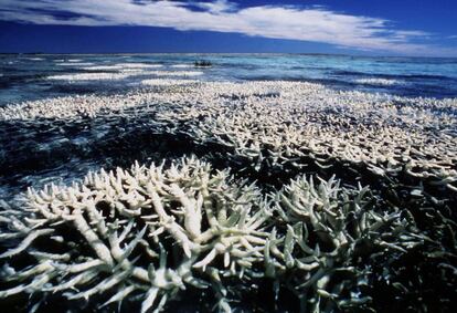 Ejemplares de la Gran Barrera de Coral de Australia que sufren decoloración o blanqueo debido a la presencia invasiva de una estrella de mar, al transporte de carbon y gas y al cambio climático.