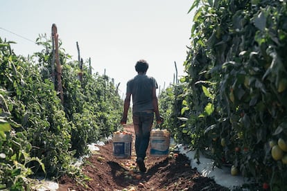 Cosecha de tomate en una granja en Sinaloa, México