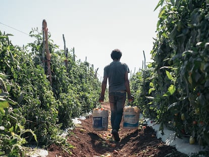 Un agricultor de jitomate en una granja en Sinaloa (México), en una imagen de archivo.