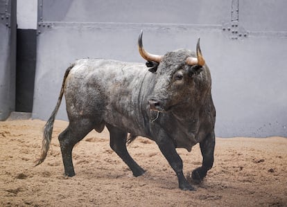 Uno de los toros de Adolfo Martín que se lidiarán este domingo en Las Ventas.