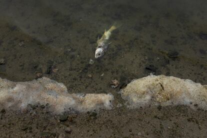 Peces muertos y espuma contaminada en la orilla del pantano de La Colada, cuya agua es bombeada hasta los grifos de los habitantes de la sierra norte de Córdoba.