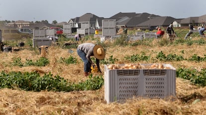 Los más de 6.000 trabajadores agrícolas del Valle del Río Grande (Edinburg, Texas) y  pobladores cercanos a los campos, se encuentran en primera línea de exposición a los pesticidas.