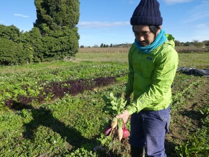 Hidenori seleccionando nabos daikon