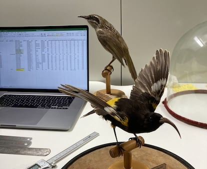 Almost all of Hawaii’s fruit-eating bird species have disappeared and many of the trees no longer have birds to disperse their seeds, causing knock-on extinctions among plants. Of the Hawaiian mamo, only the stuffed ones remain.