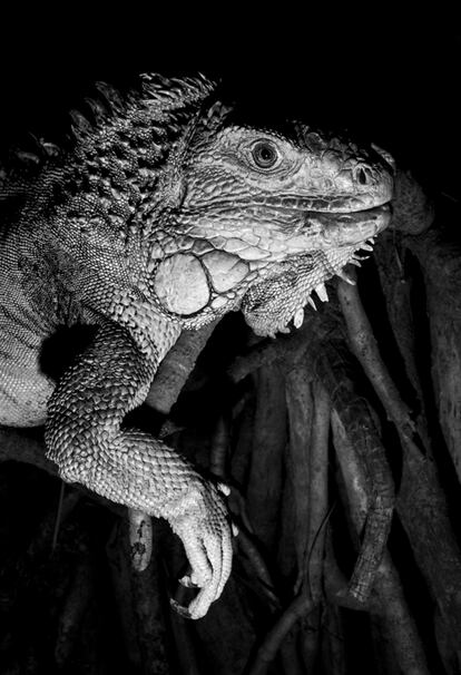 Iguana verde, en la isla de Mauricio (islas Mascareñas). Especie en peligro crítico.