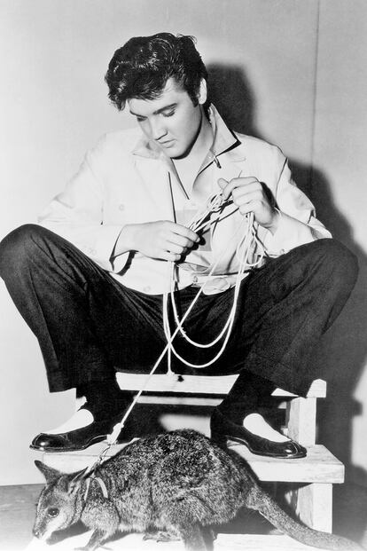 Elvis Presley.

El ‘Rey del Rock’ era un conocido amante del reino animal y entre los monos, pavos reales y cerdos que desfilaban por los campos de Graceland destacaba un canguro (un wallaby, para ser exactos) que le regalaron sus fans australianos con motivo del estreno de Jailhouse Rock. Elvis acabó donándolo al zoo de Memphis.