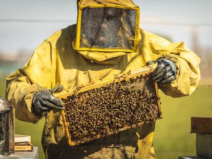 Un apicultor con una colmena de abejas.