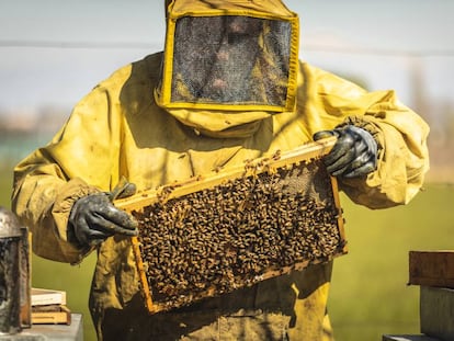 Un apicultor con una colmena de abejas.