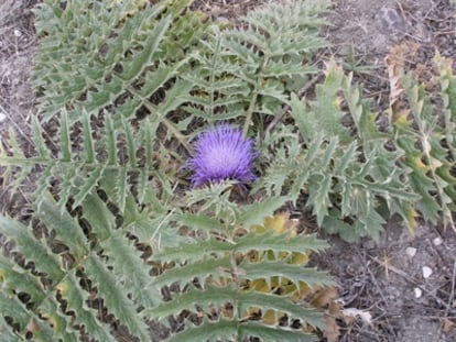 La <i>Cynara tournefortii</i> florece entra mayo y junio en márgenes de carreteras, márgenes de cultivos y cultivos abandonados.