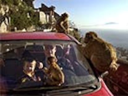 Apes Den (la madriguera de los monos), en las cercanías de la primera parada del teleférico hacia el mirador del Peñón, es un buen lugar para observar ejemplares de los únicos monos salvajes de Europa.
