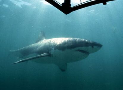 Un tiburón blanco en las aguas de Gansbaai, Ciudad del Cabo