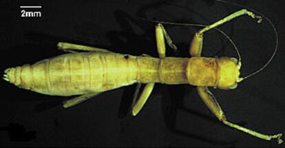 Ejemplar de <b><i>Mantophasma zephyra</i></b>, especie del nuevo orden de insectos de hasta 2,5 centímetros de longitud.