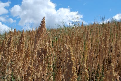 El cielo azul y una plantación de quinua a más de 3.000 metros de altura. Ese es su hábitat principal, pero también puede crecer en zonas bajas.