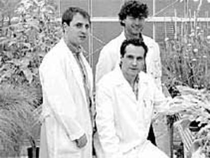 Científicos de la UPV que trabajan con plantas descontaminantes.