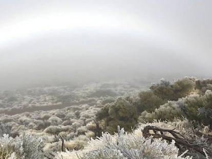 Cencellada en el Teide