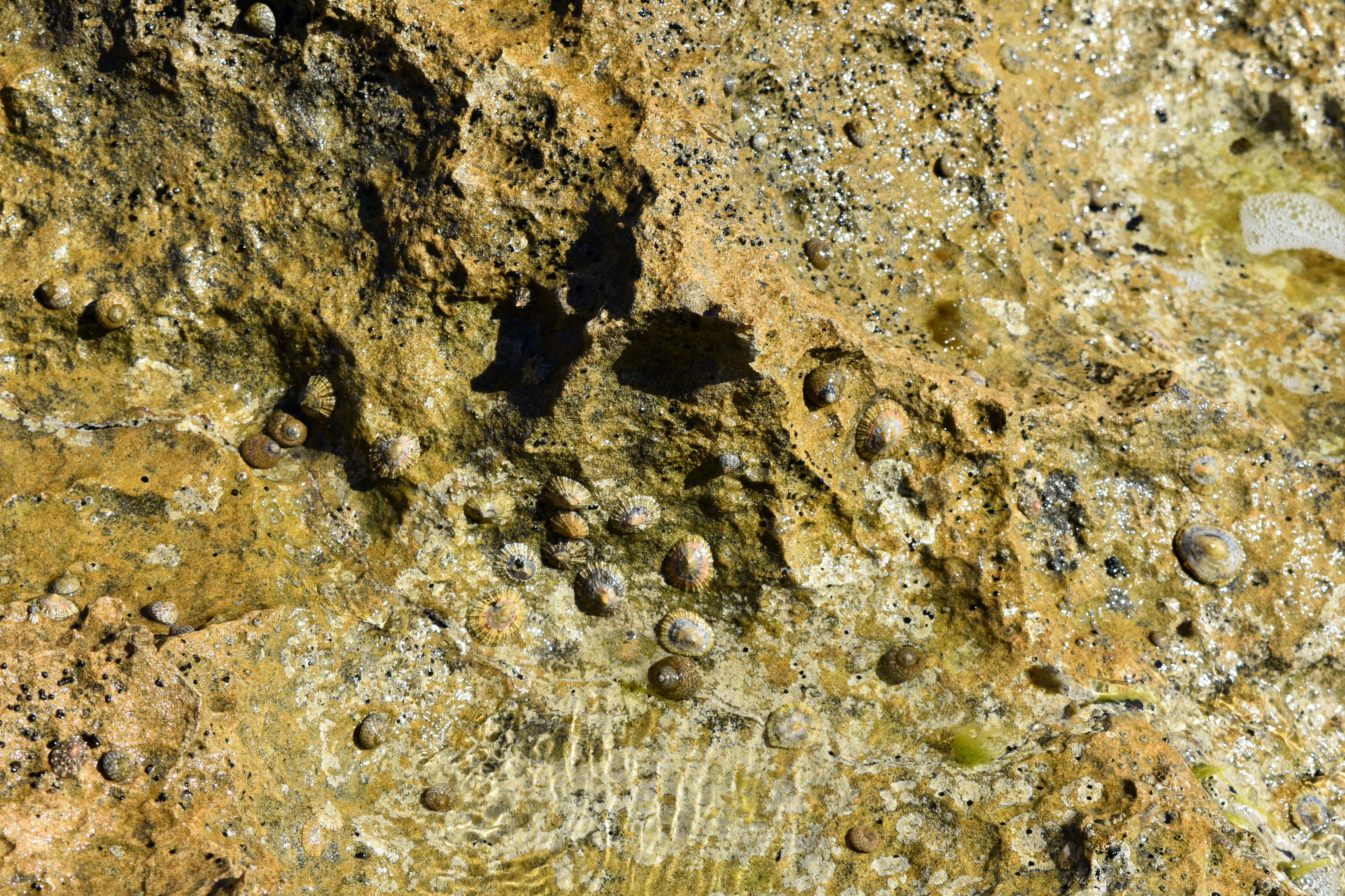 Of the limpets and snails that Neanderthals ate, the former are in danger of extinction in the Spanish Mediterranean. In the image, the two species.