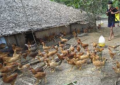 Un granjero de la provincia de Long An (Vietnam) desinfecta su granja tras perder 900 de sus 2.100 pollos a causa de la epidemia.