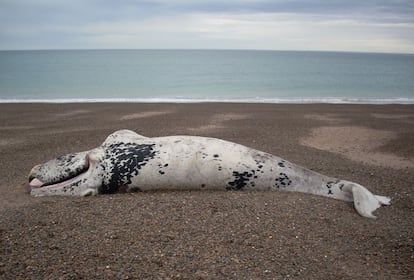 Este es un ballenato varado en la Península Valdés, en Argentina. Un nuevo estudio indica una posible conexión entre la muerte de cientos de estas ballenas, que empezó a mediados de la década de 2000, y el florecimiento del alga tóxica Pseudo-nitzschia. Antes de 2005, las muertes de estos ballenatos se cifraban en seis al año. Entre 2005 y 2014 aumentaron hasta 65 por año.