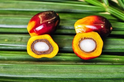 Dos frutos de la palma aceitera