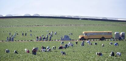 Trabajadores en un campo de fresas de San Quintín, el 25 de marzo.