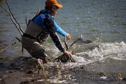 One of the fishermen of Amapila, which has an agreement with the regional government of Andalusia to fish for catfish in Iznájar, takes a specimen out of the water. 