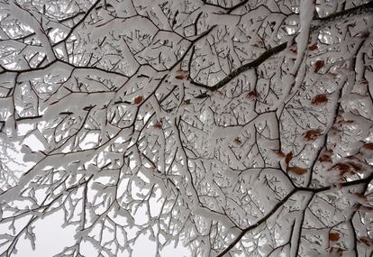 Nieve en las ramas de un árbol en O Cebreiro. 