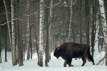 Polonia y Bielorrusia se reparten el bosque primario de Białowieża, uno de los últimos espacios vírgenes de Europa, con auténticos monumentos vegetales de más de 50 metros de altura y medio milenio de antigüedad. Fresnos, robles, tilos, olmos, alisos, salpicados de árboles de hoja perenne, conforman el hábitat del casi extinguido bisonte europeo.