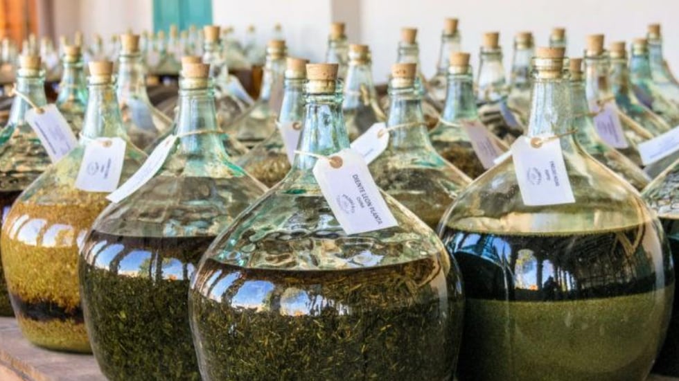Maceración de las hierbas del vermut Padró.