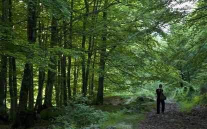 Bosque a las afueras de Zalduondo (Álava).