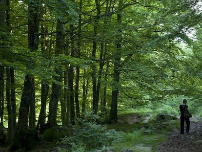 Bosque a las afueras de Zalduondo (Álava).
