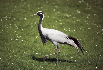 Un ejemplar alemán de grulla damisela, una especie que no se ve en España desde 1923.