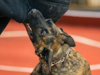 La Guardia Civil tiene aislado al ejemplar, que es de la raza presa canario