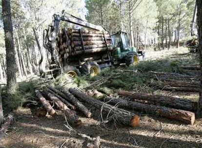 Tala de 2.243 pinos en 2006 en Las Navas del Marqués (Ávila).