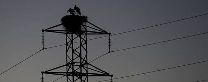 Dos cig&uuml;e&ntilde;as permanecen en el nido de la torre de un tendido el&eacute;ctrico cercano a la Catedral de Pamplona. 