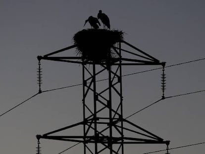 Dos cig&uuml;e&ntilde;as permanecen en el nido de la torre de un tendido el&eacute;ctrico cercano a la Catedral de Pamplona. 