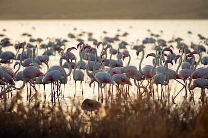 Flamencos en la laguna de Fuente de Piedra, en la provincia de Málaga.