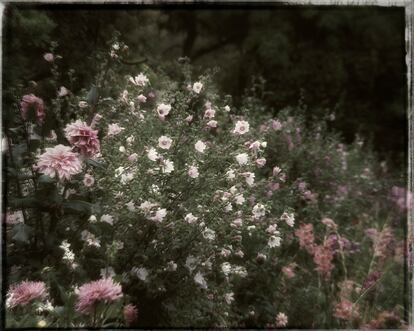 Dalias rosas y bocas de dragón en Le Clos Normand, donde Monet mezcló flores humildes   con variedades más sofisticadas. 