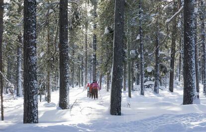 Una familia explora una zona boscosa del parque nacional de Pallas-Yllästunturi, en la Laponia finlandesa.