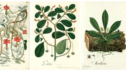 De izquierda a derecha, láminas de Mutis con dibujos de 'Mutisia Clematis', 'Lobelia (Centropogon ignoti-pictoris)' y 'Maxillaria'.