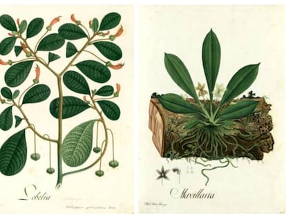 De izquierda a derecha, láminas de Mutis con dibujos de 'Mutisia Clematis', 'Lobelia (Centropogon ignoti-pictoris)' y 'Maxillaria'.